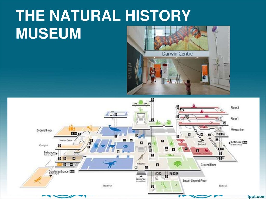 THE NATURAL HISTORY MUSEUM