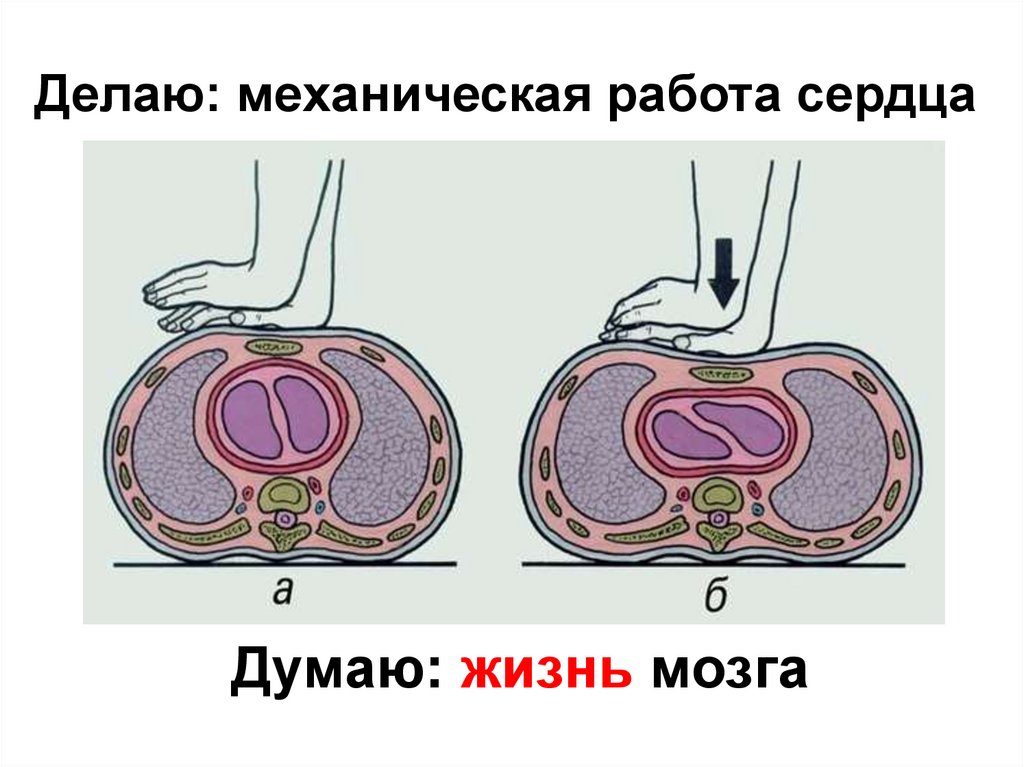 Делаю: механическая работа сердца