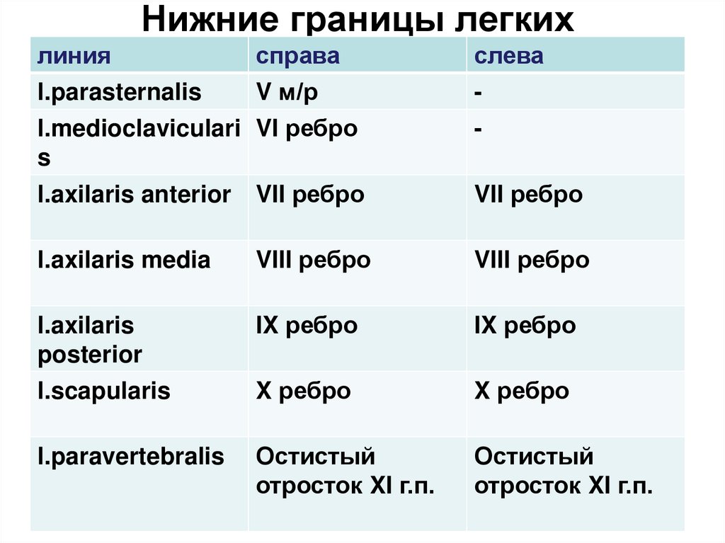 Нижние границы легких