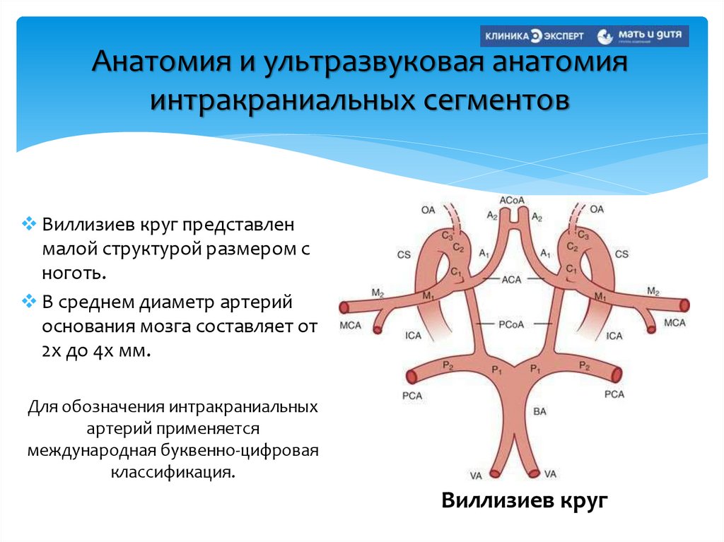 Анатомия и ультразвуковая анатомия интракраниальных сегментов