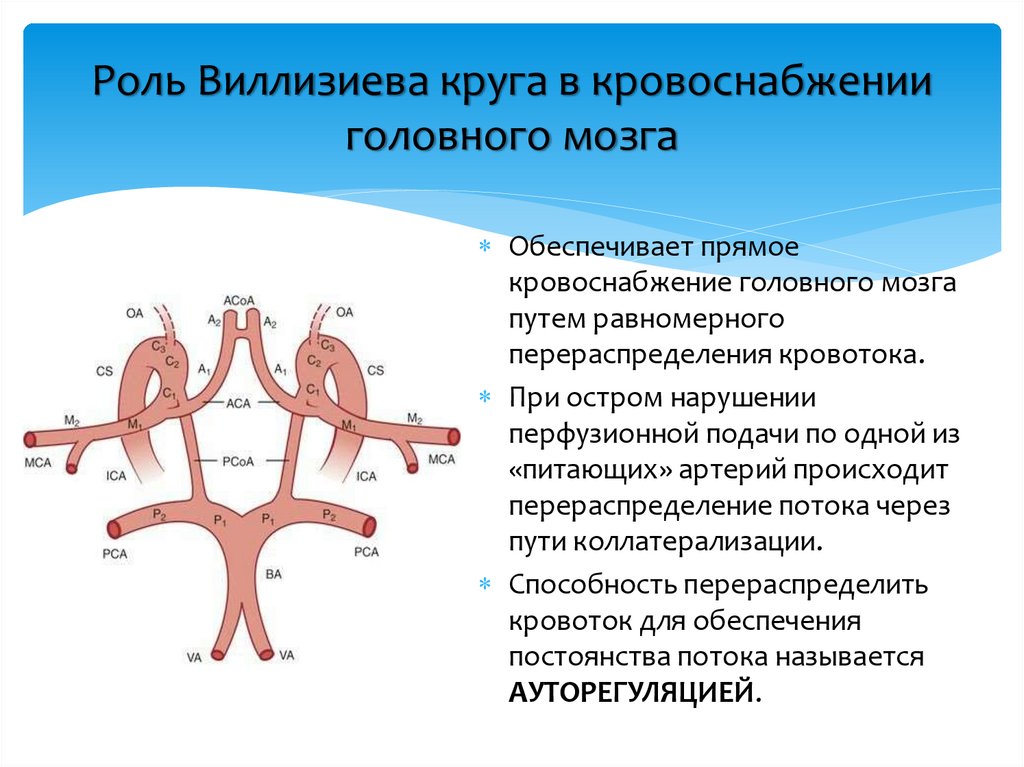 Роль Виллизиева круга в кровоснабжении головного мозга