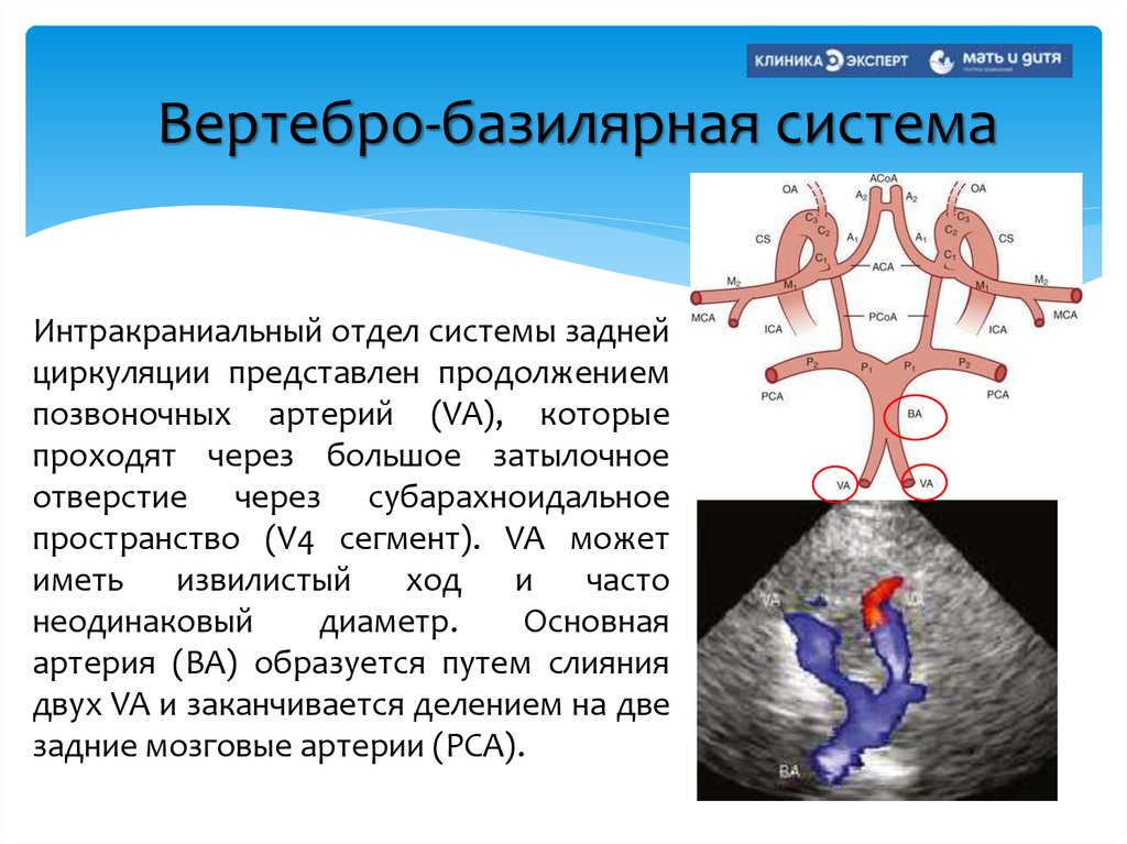 Вертебро-базилярная система