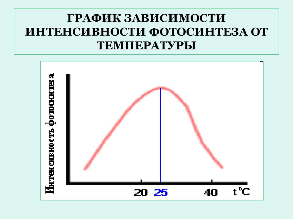 ГРАФИК ЗАВИСИМОСТИ ИНТЕНСИВНОСТИ ФОТОСИНТЕЗА ОТ ТЕМПЕРАТУРЫ