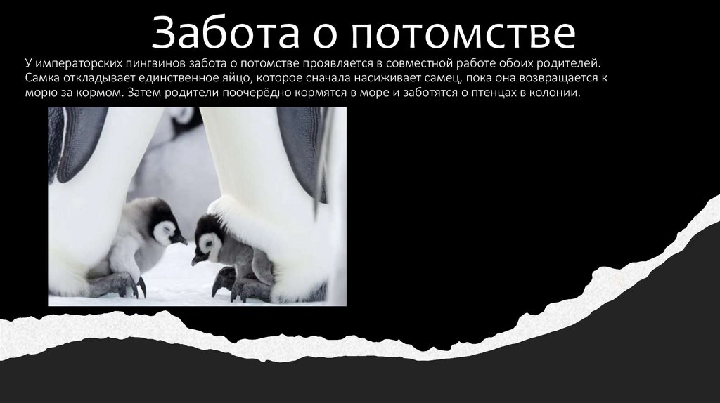 Забота о потомстве