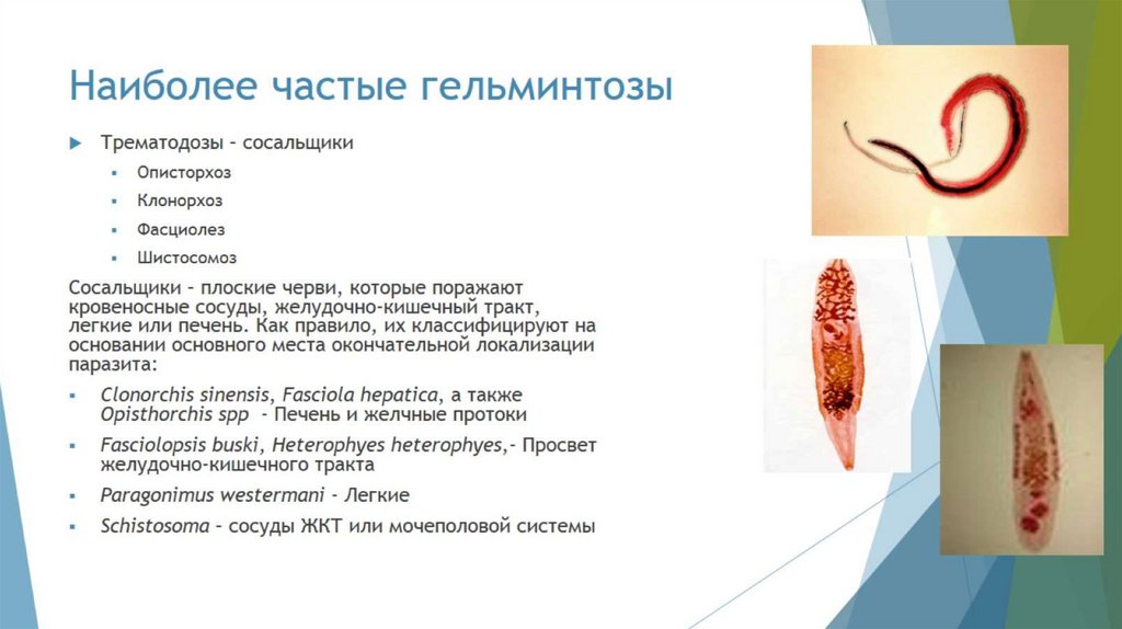 Наиболее частые гельминтозы