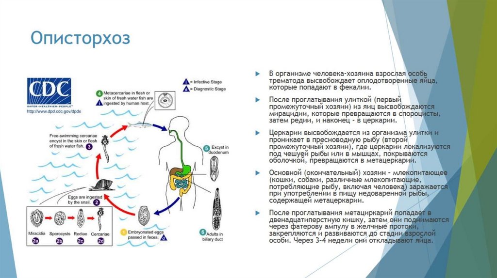 Описторхоз