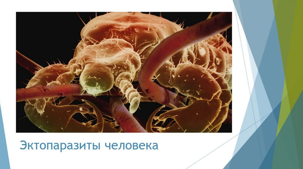Эктопаразиты человека