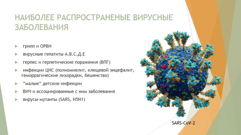 НАИБОЛЕЕ РАСПРОСТРАНЕНЫЕ ВИРУСНЫЕ ЗАБОЛЕВАНИЯ
