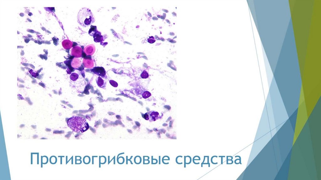 Противогрибковые средства