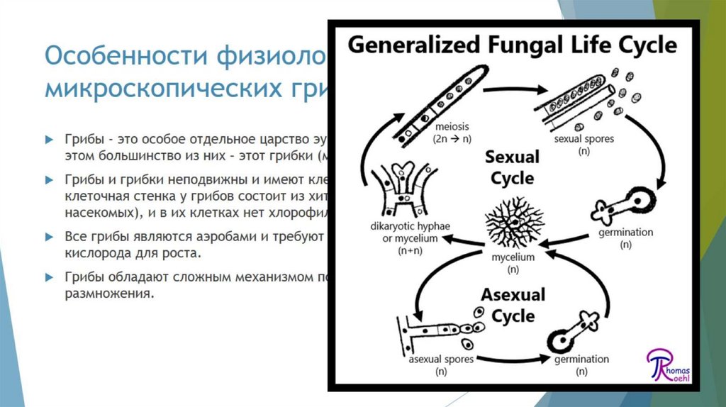 Особенности физиологии и строения микроскопических грибков