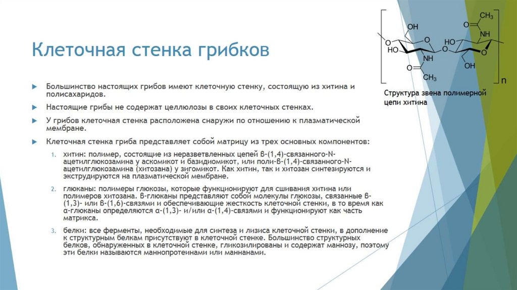 Клеточная стенка грибков