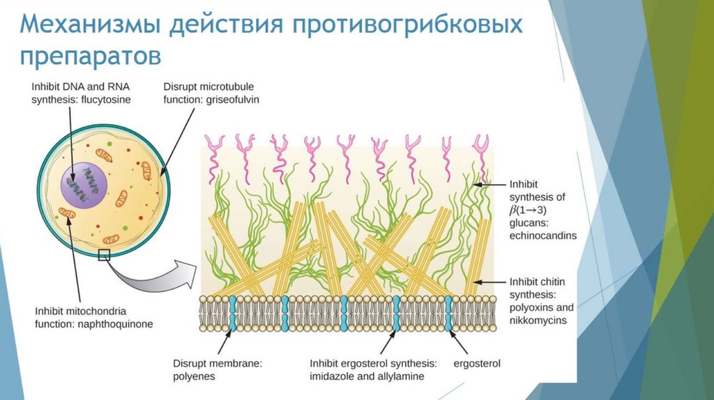 Механизмы действия противогрибковых препаратов