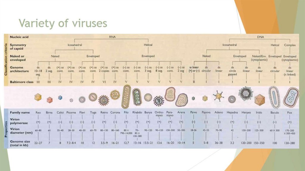 Variety of viruses