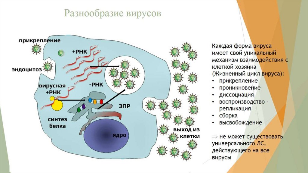 Разнообразие вирусов