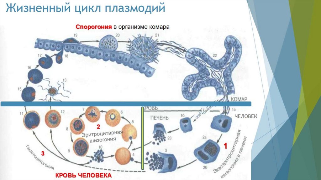 Жизненный цикл плазмодий