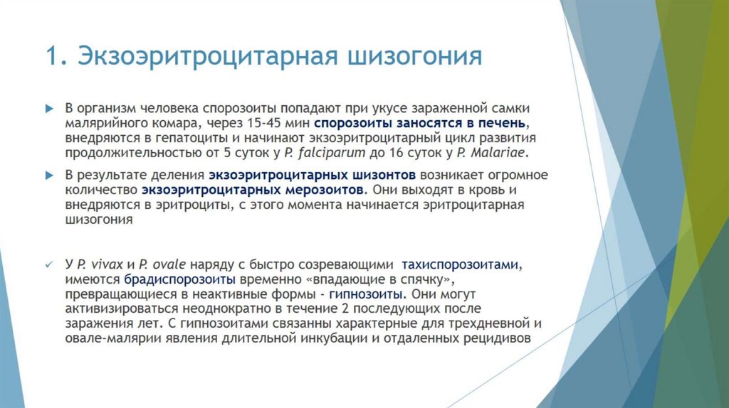 1. Экзоэритроцитарная шизогония