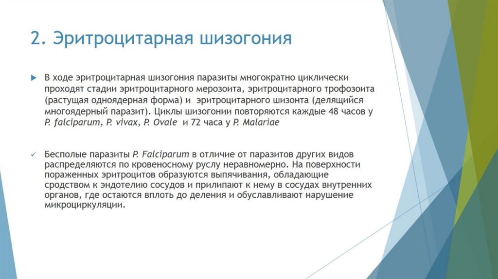 2. Эритроцитарная шизогония