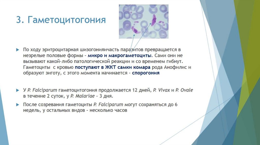 3. Гаметоцитогония