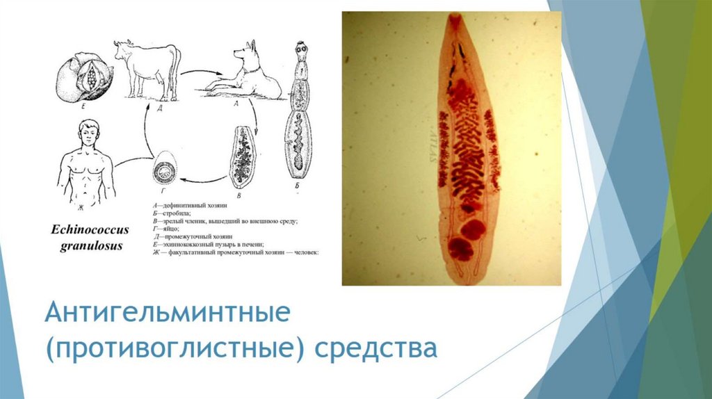 Антигельминтные (противоглистные) средства