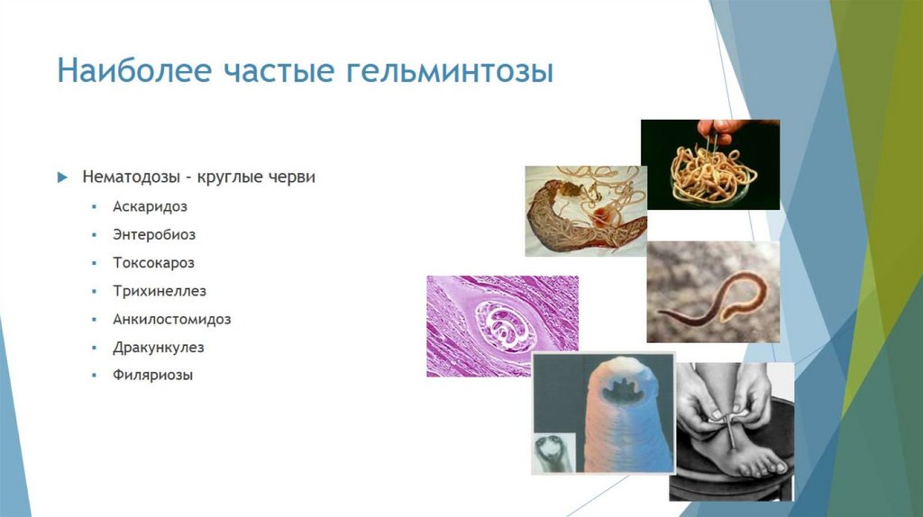 Наиболее частые гельминтозы