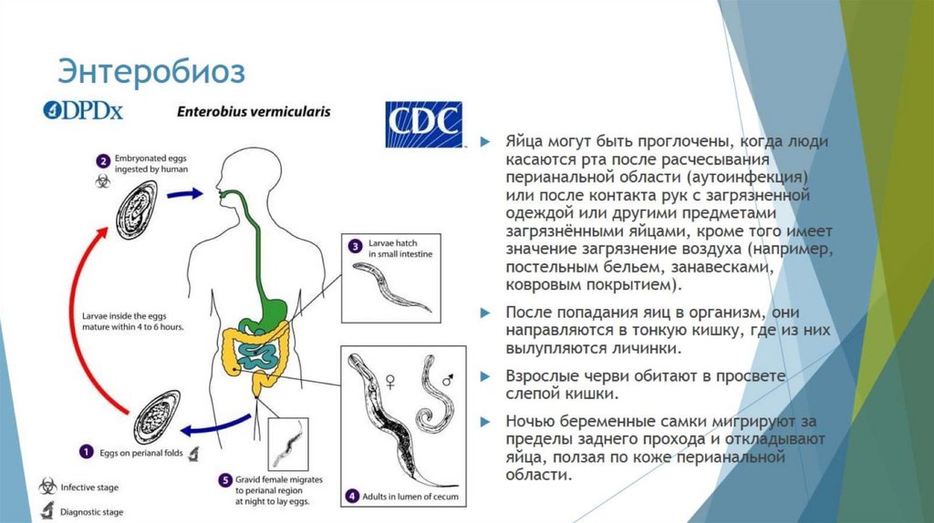 Энтеробиоз