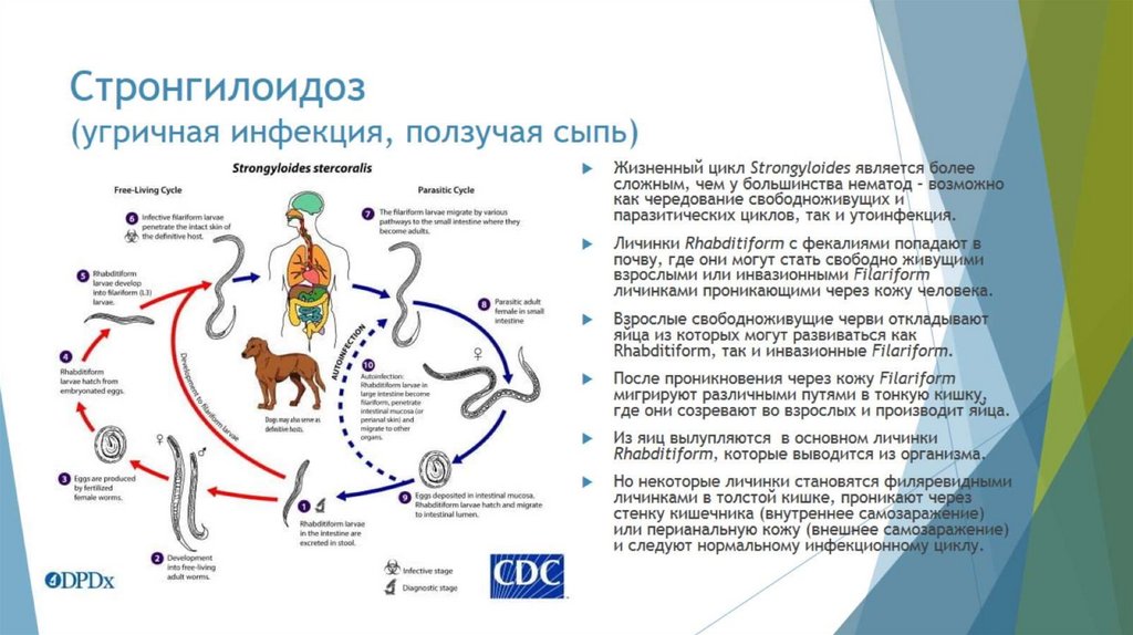 Стронгилоидоз (угричная инфекция, ползучая сыпь)
