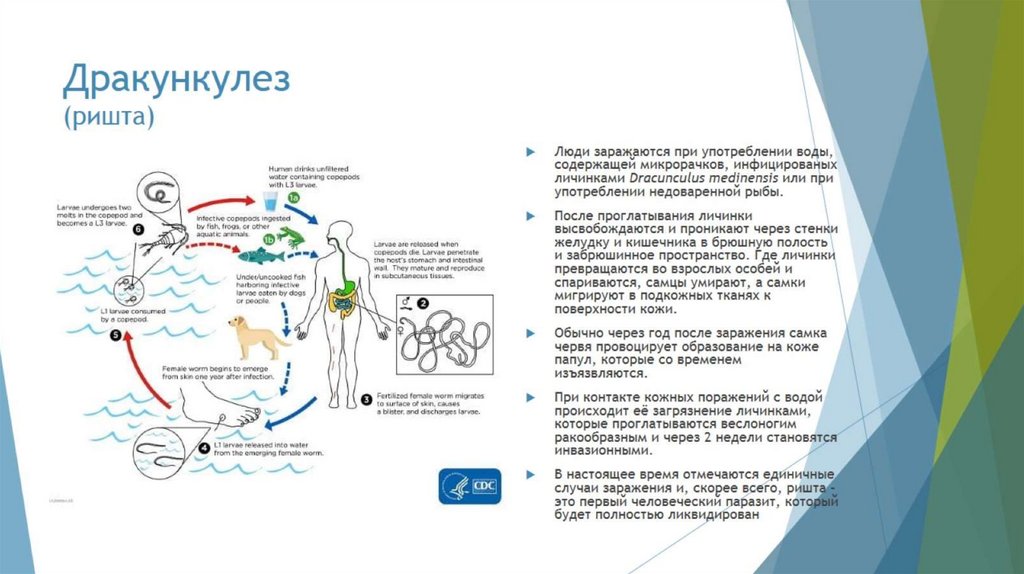 Дракункулез (ришта)