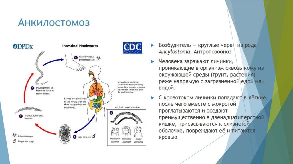 Анкилостомоз