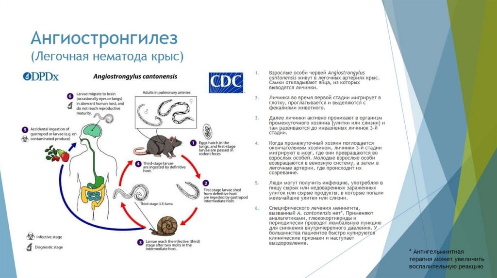 Ангиостронгилез (Легочная нематода крыс)