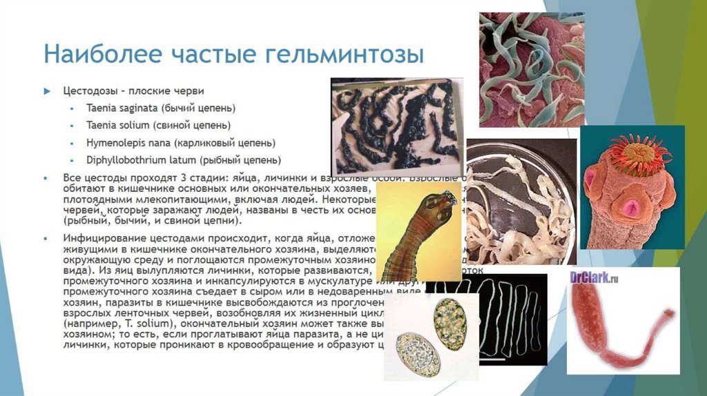 Наиболее частые гельминтозы