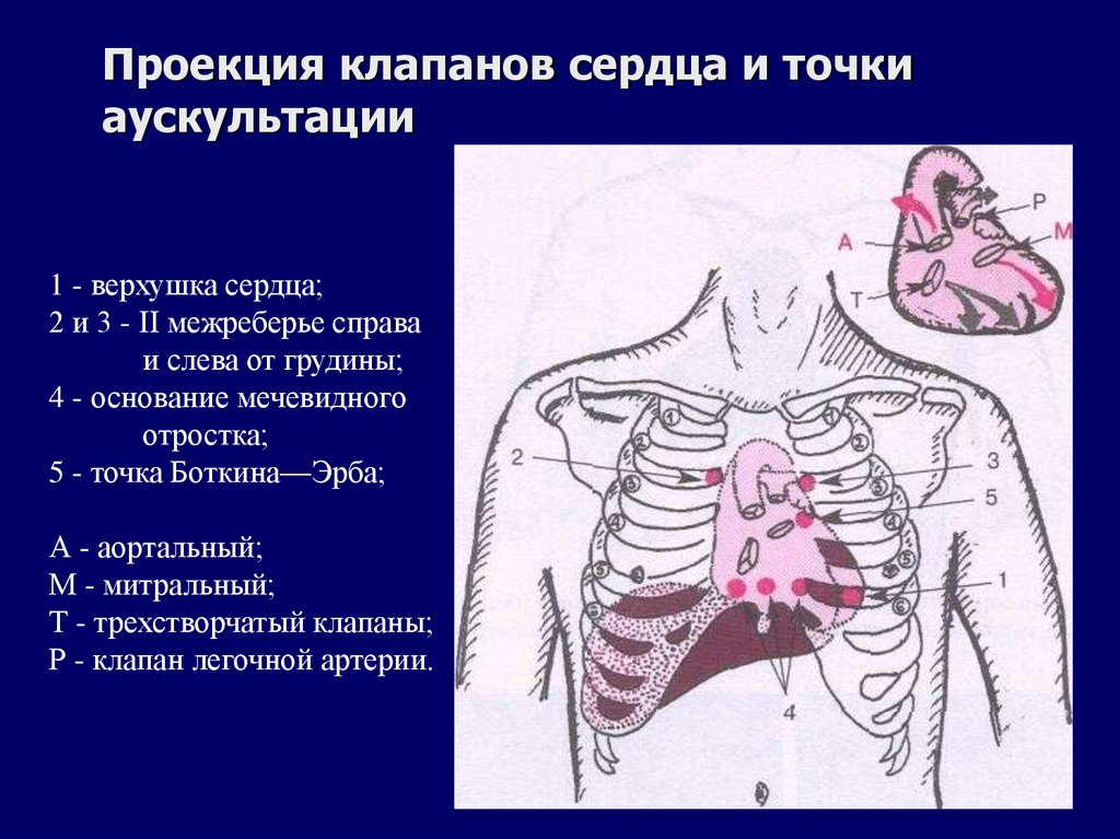 Проекция клапанов сердца и точки аускультации