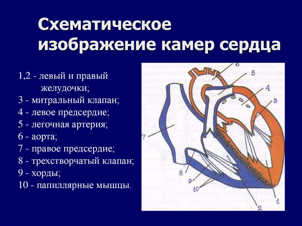 Схематическое изображение камер сердца