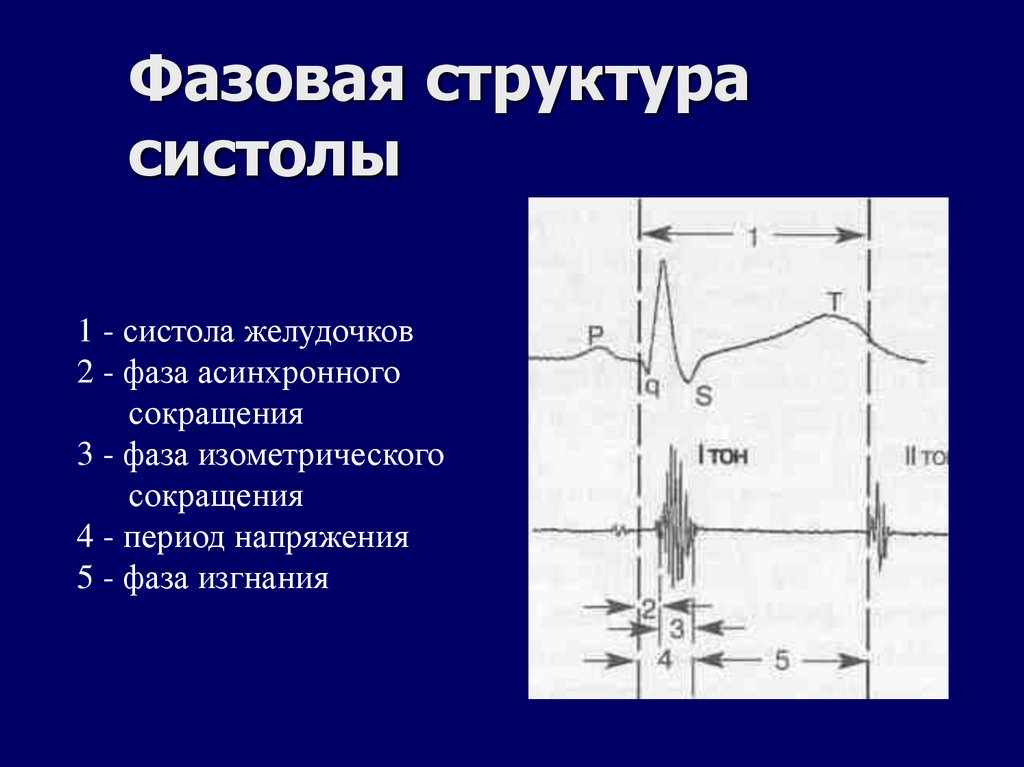 Фазовая структура систолы