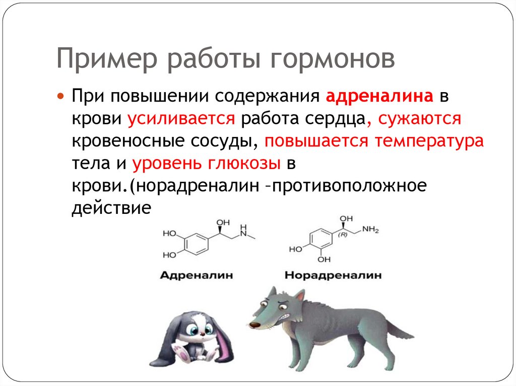 Пример работы гормонов