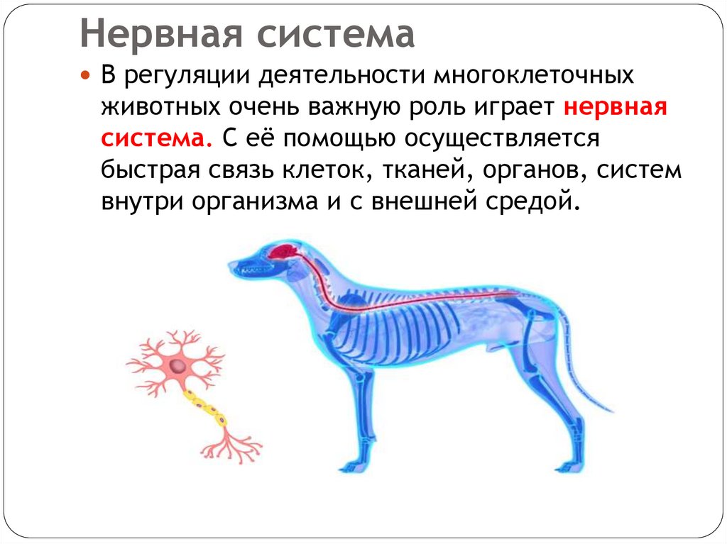 Нервная система
