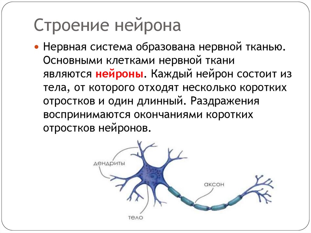 Строение нейрона