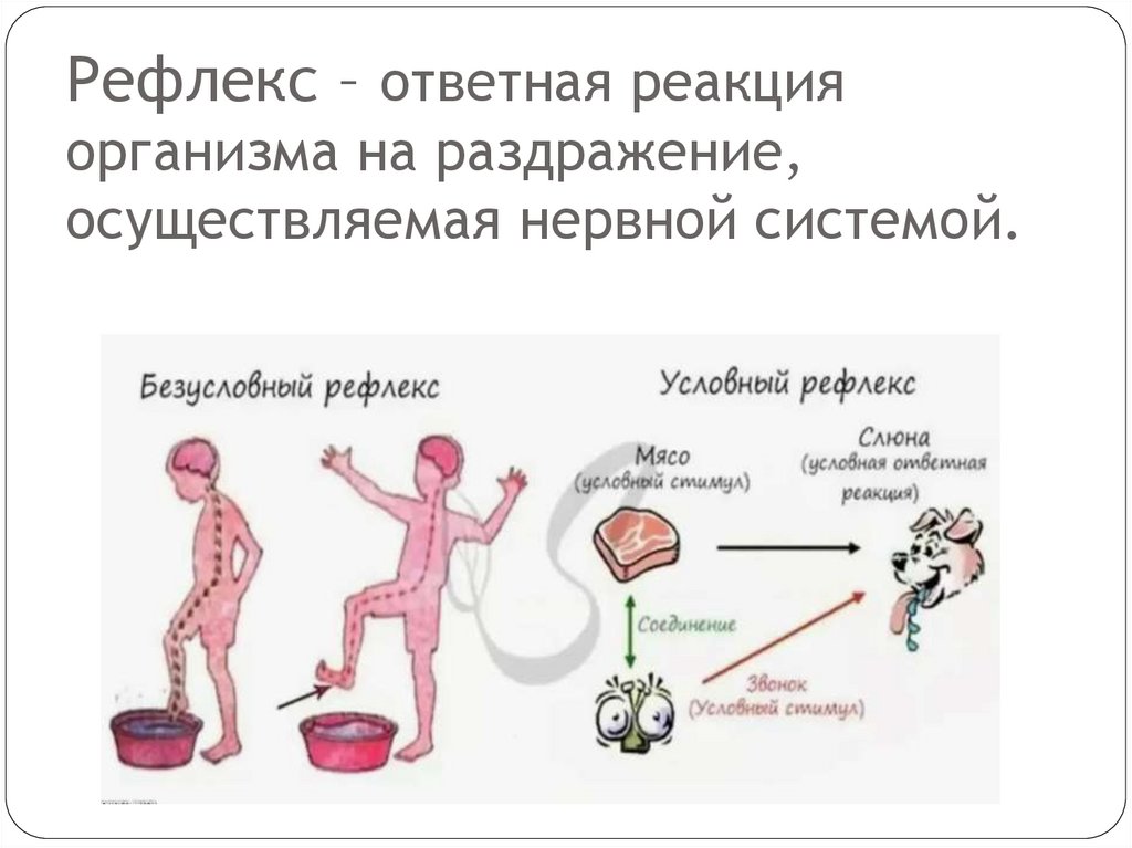 Рефлекс – ответная реакция организма на раздражение, осуществляемая нервной системой.