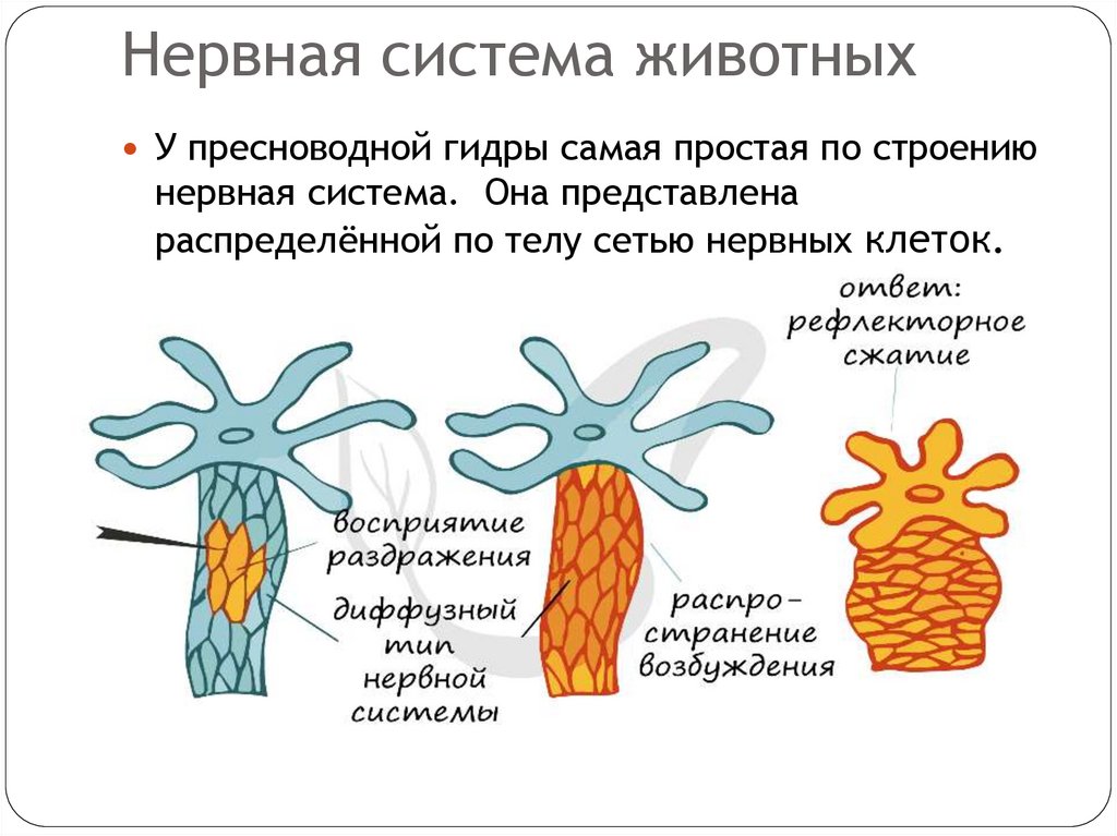 Нервная система животных