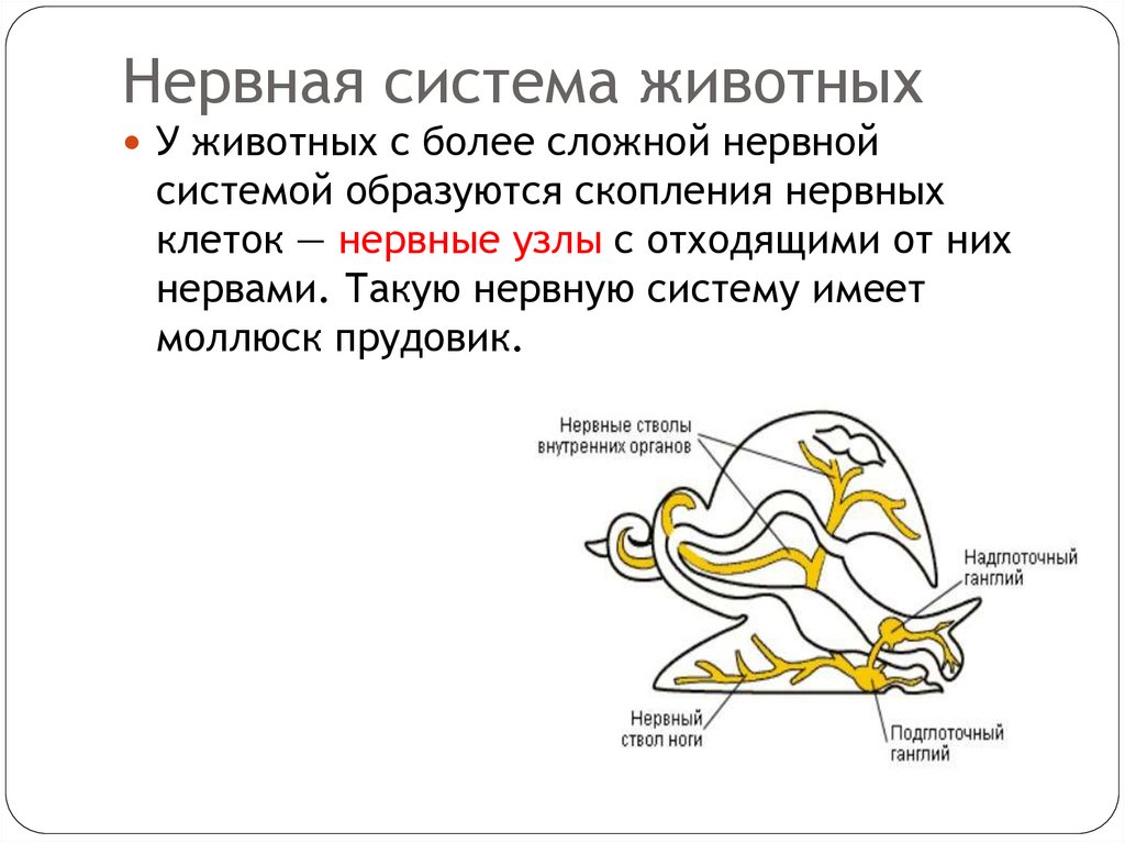 Нервная система животных