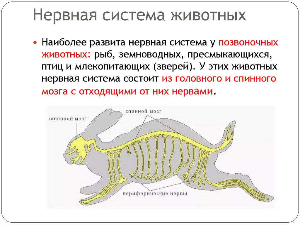 Нервная система животных