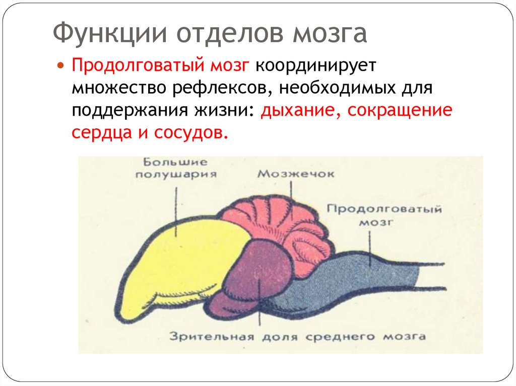 Функции отделов мозга
