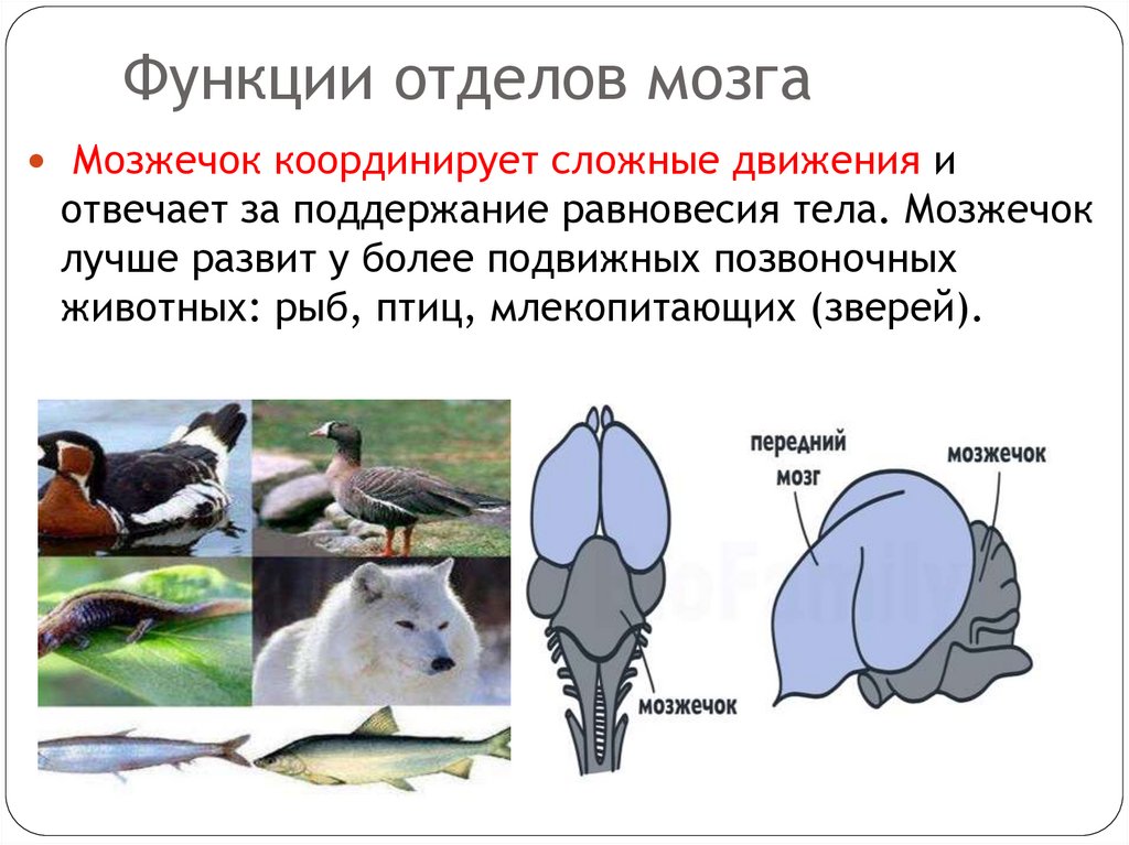Функции отделов мозга
