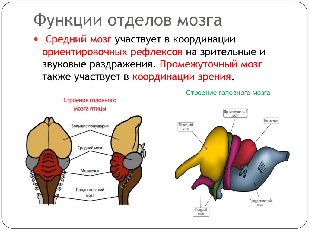 Функции отделов мозга