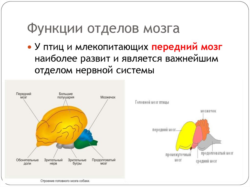 Функции отделов мозга