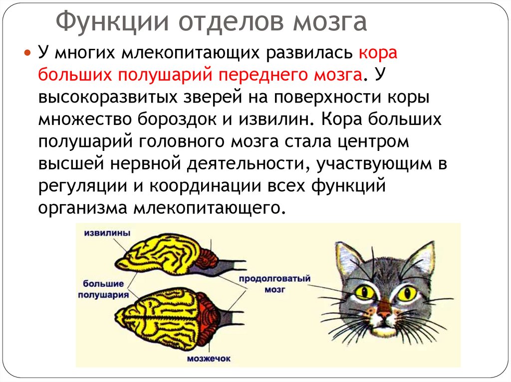 Функции отделов мозга