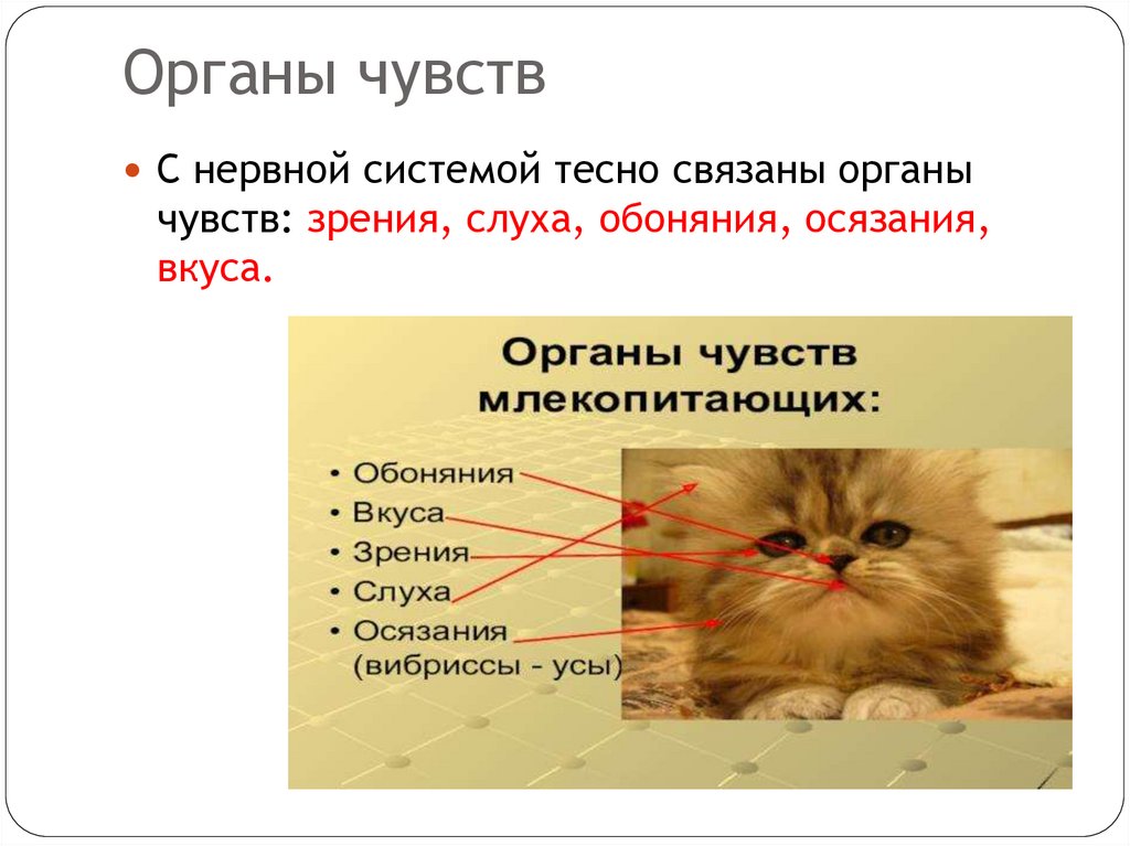 Органы чувств