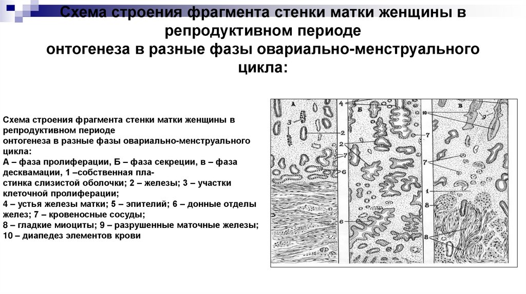 Схема строения фрагмента стенки матки женщины в репродуктивном периоде онтогенеза в разные фазы овариально-менструального