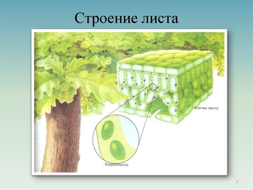 Строение листа