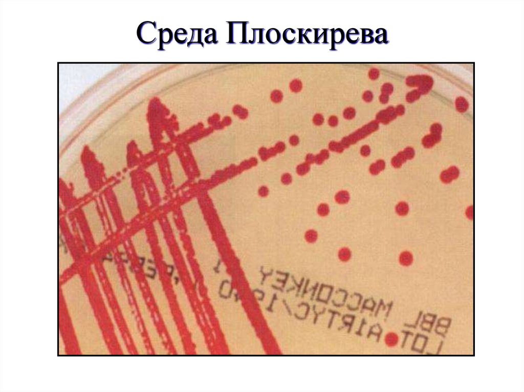 Среда Плоскирева