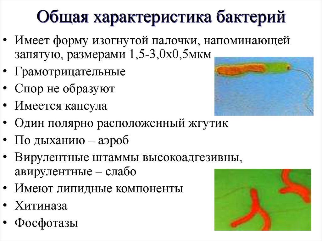 Общая характеристика бактерий